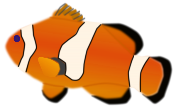 swimming clown fish